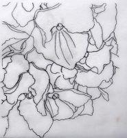 Drawing Hydrangea for watercolor online lesson and watercolor dvd