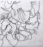 Drawing Hydrangea for watercolor online lesson and watercolor dvd