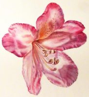 How to paint the undulations on petals of a Rhododendron - Watercolor Online Lesson