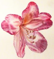 How to paint the undulations on petals of a Rhododendron - Watercolor Online Lesson