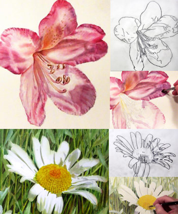 Video Online Lesson - paint a pink rhododendron and a white daisy - learn online