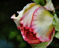 Rose Honore de Balzac - realistic watercolor flower rose painting