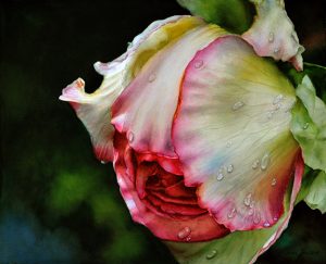 Rose Honore de Balzac - Watercolor Flower Painting - Realistic Painting