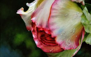 Rose Honoré de Balzac - Rose Painting in Watercolor - copyright Doris Joa