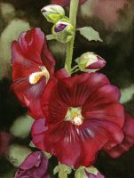 Realistic red hollyhock flower painting in watercolor