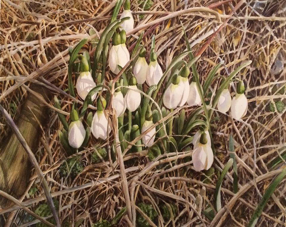 Snowdrops - Realistic flower watercolor painting by Doris Joa