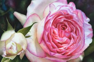 Eden Rose in watercolor - Realistic Flower Painting