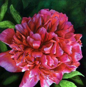 Paeony in red pink purple - Peony Flower Painting in Watercolor by Doris Joa