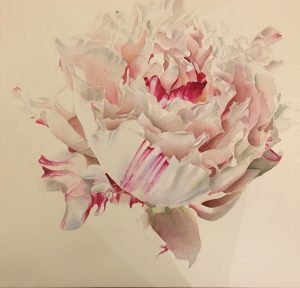 Pink White Paeony Flower Painting - work in progress