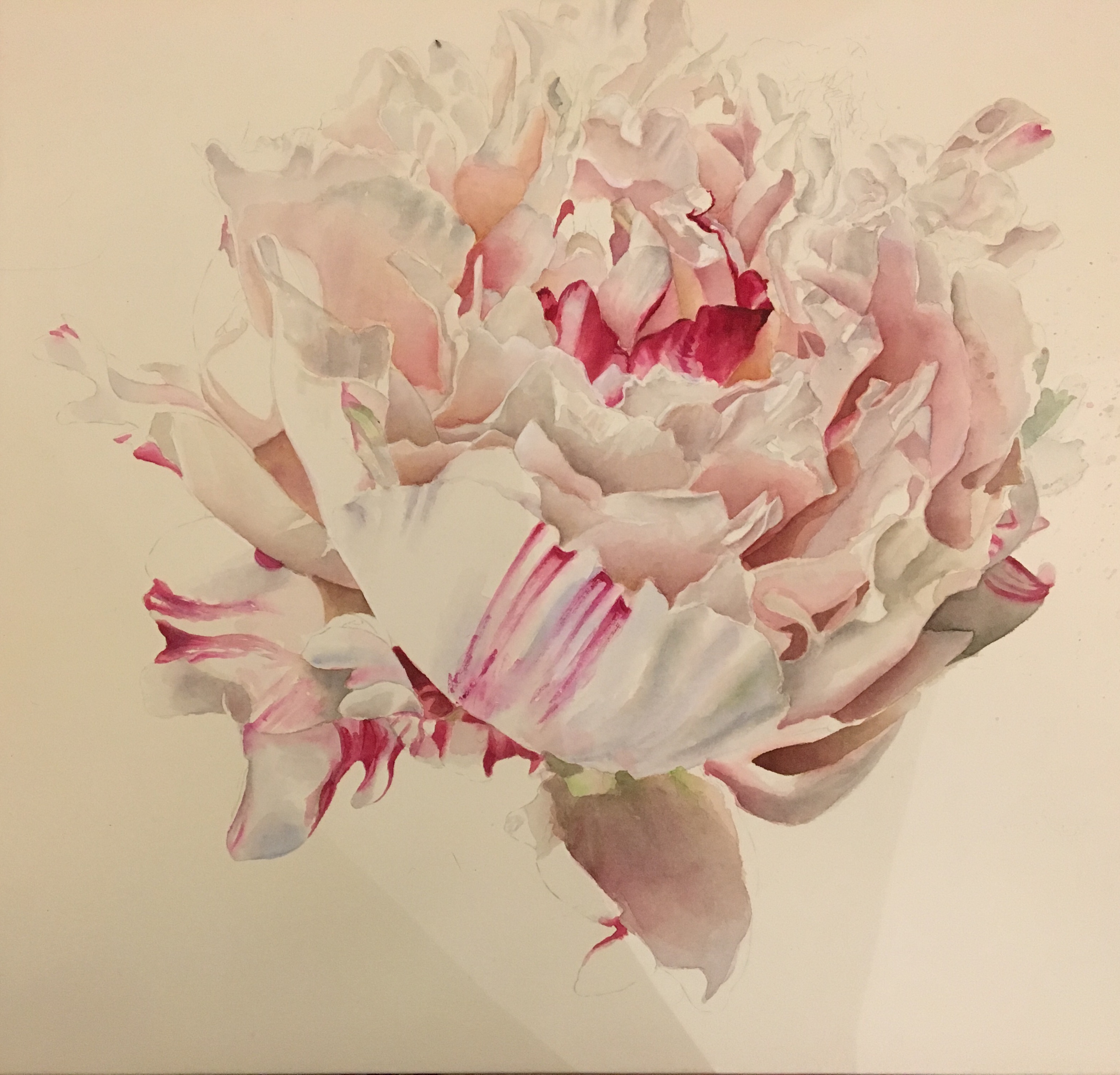 Pink White Paeony Painting - work in progress