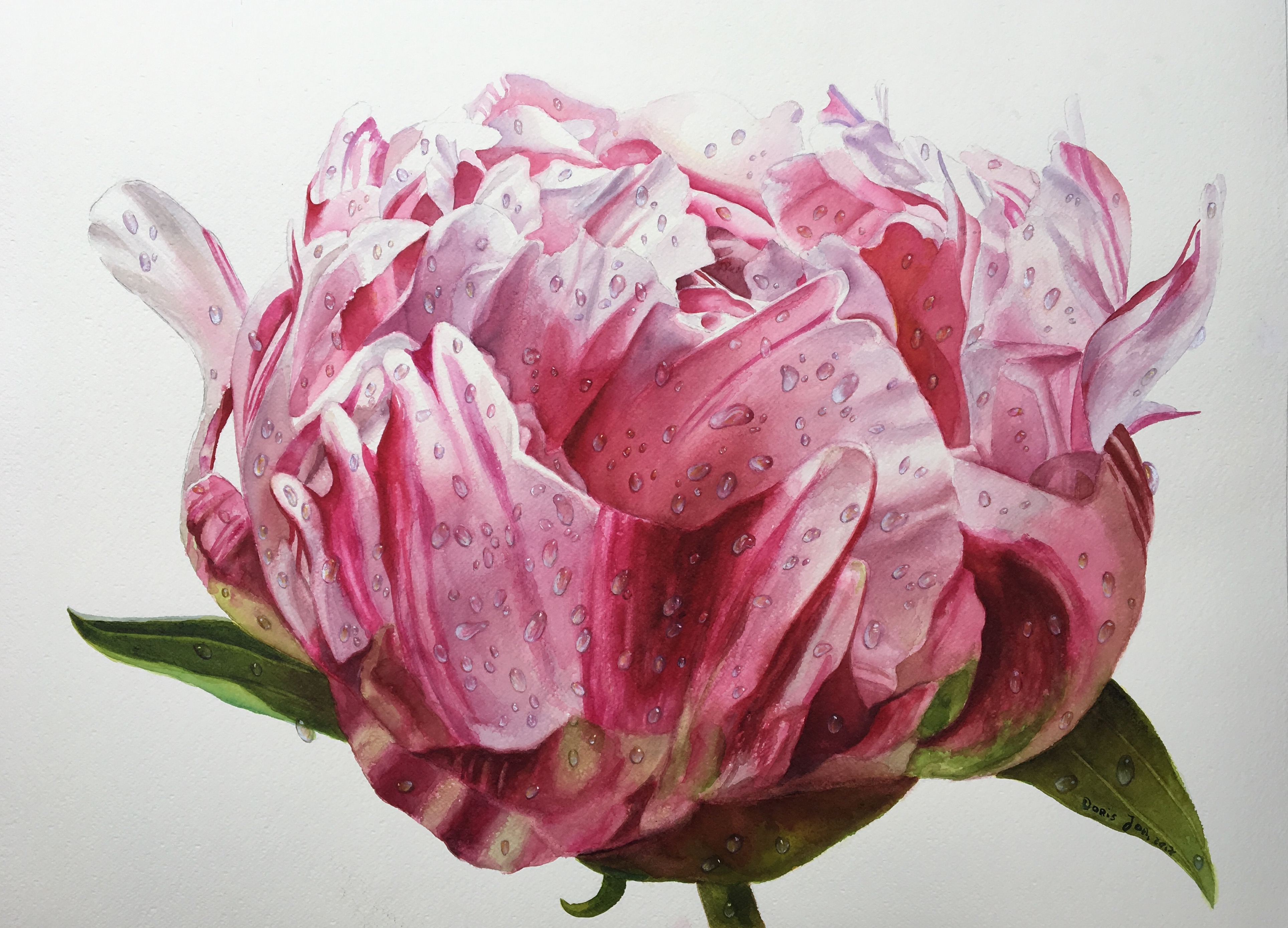 Pink Peony Bud with dewdrops - realistic watercolor paper