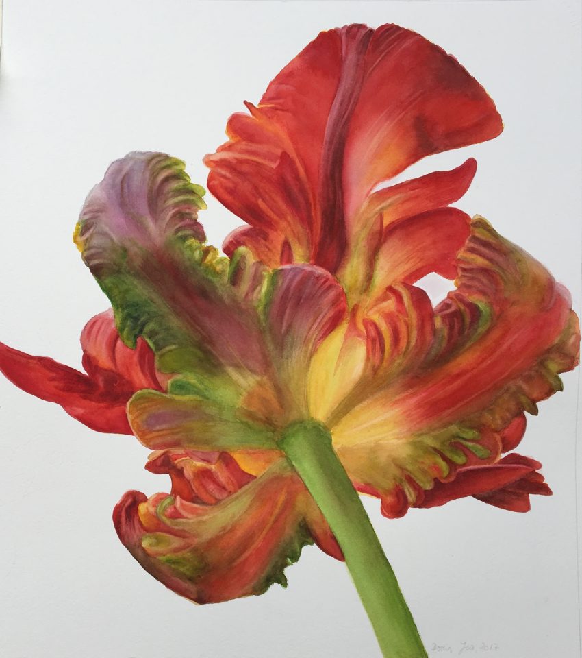 Parrot Tulip Botanical art Flower Painting on white background