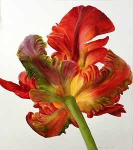 Parrot Tulip - Botanical art - flower painting in watercolor on white background