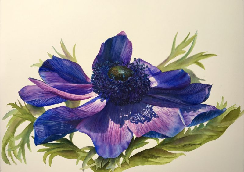 Blue Anemone Flower Painting in watercolor