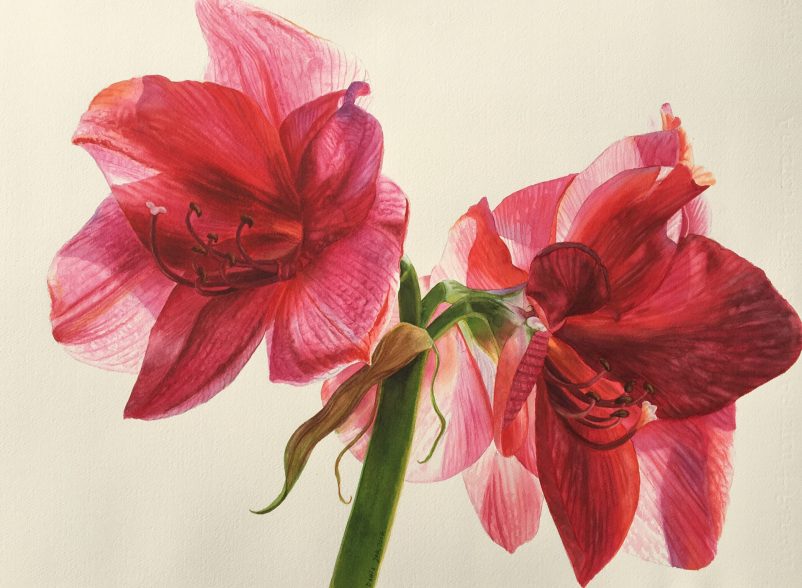Red Amaryllis Flower Painting In Watercolor | Watercolor & Oil Paintings Of Roses And Flowers, Dvds & Online Videos, Free Lessons