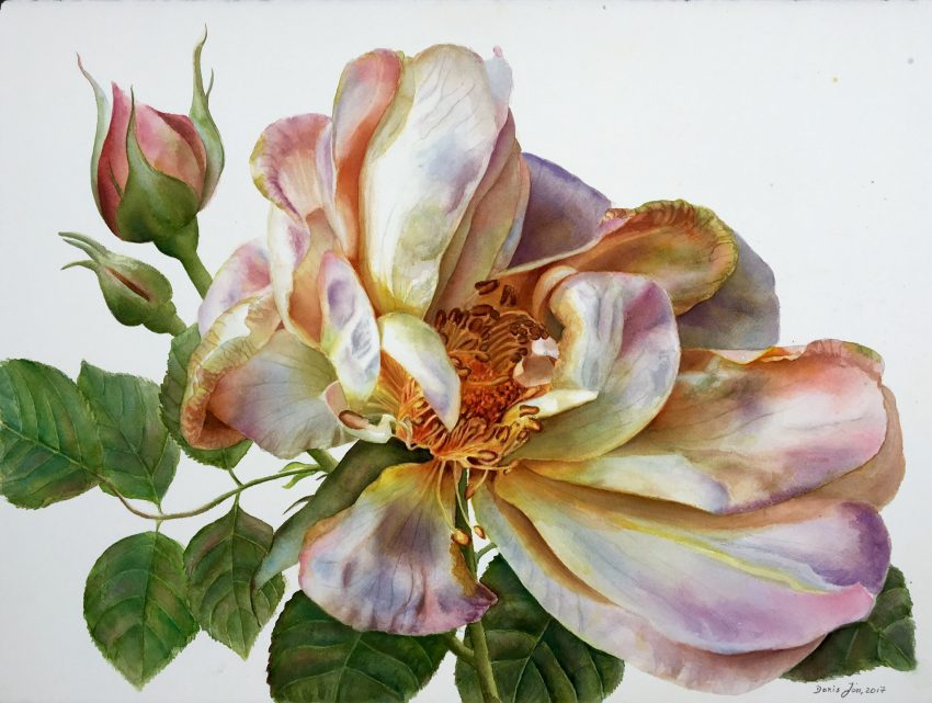 Large rose painting on white background in watercolor