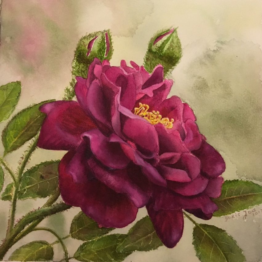 Purple Rose Painting in watercolor