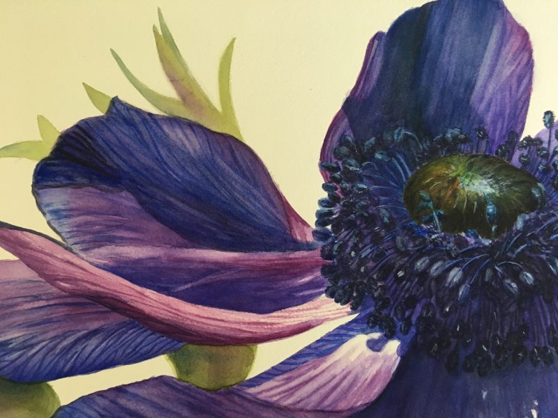 detail of blue anemone flower painting in watercolor Watercolor & Oil