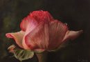 Rose Paintings in watercolor