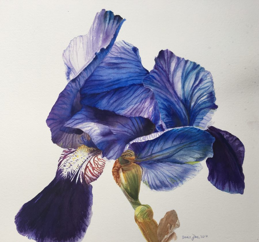 Blue Iris Flower Painting in watercolor