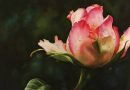 Pink rose bud flower rose painting in watercolor