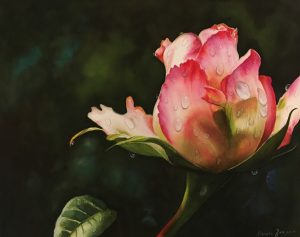 Pink rose bud flower rose painting in watercolor