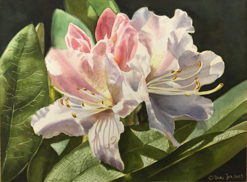 Rhododendron flower painting in watercolor