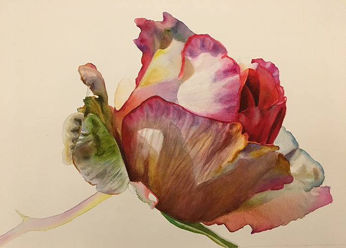 work in progress of a pink rose bud in watercolor - rose paintings in watercolor by Doris Joa