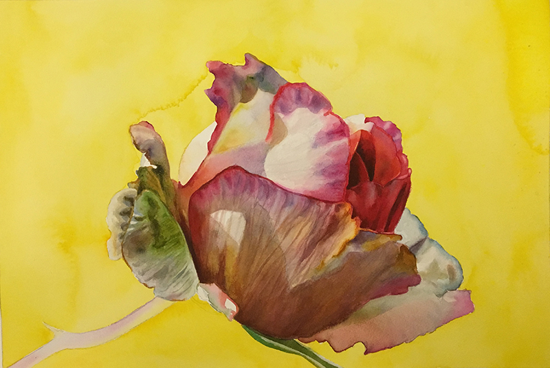 How to create a beautiful dark background - Free Watercolour Video Lesson |  Watercolor & Oil Paintings of Roses and Flowers, DVDs & Online Videos, Free  Lessons