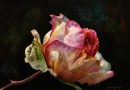 Pink Rose Bud with raindrops in watercolor by Doris Joa