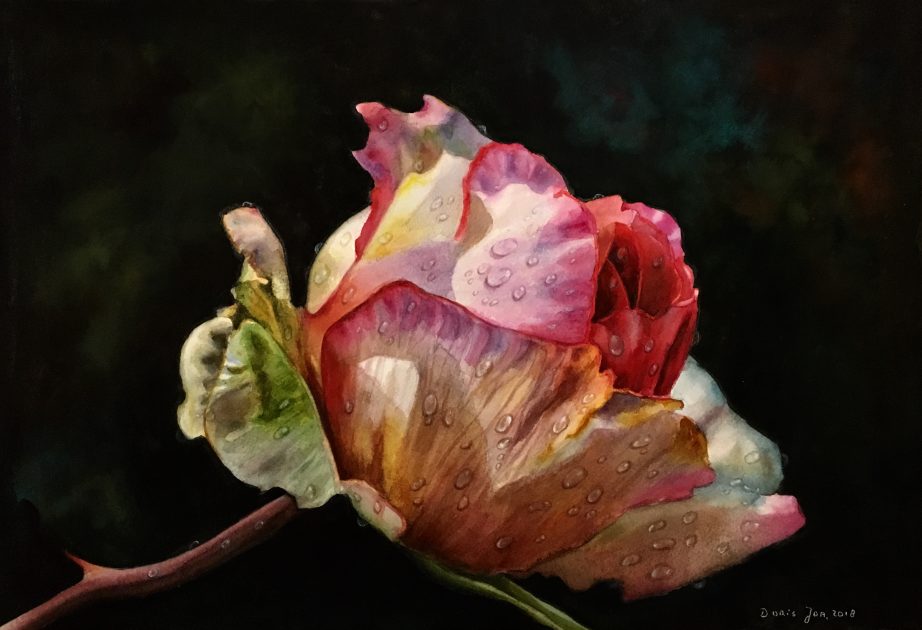 Pink Rose Bud with raindrops in watercolor by Doris Joa