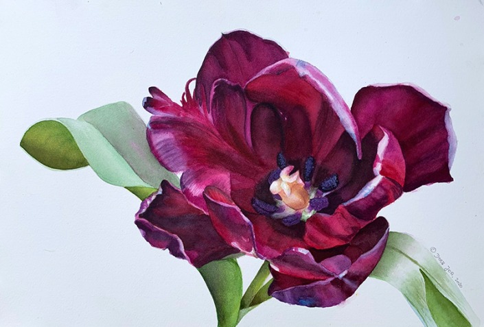 Purple tulip in watercolor by Doris Joa