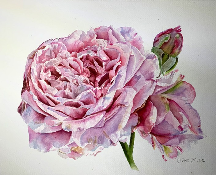 pink open rose with buds in watercolor by Doris Joa