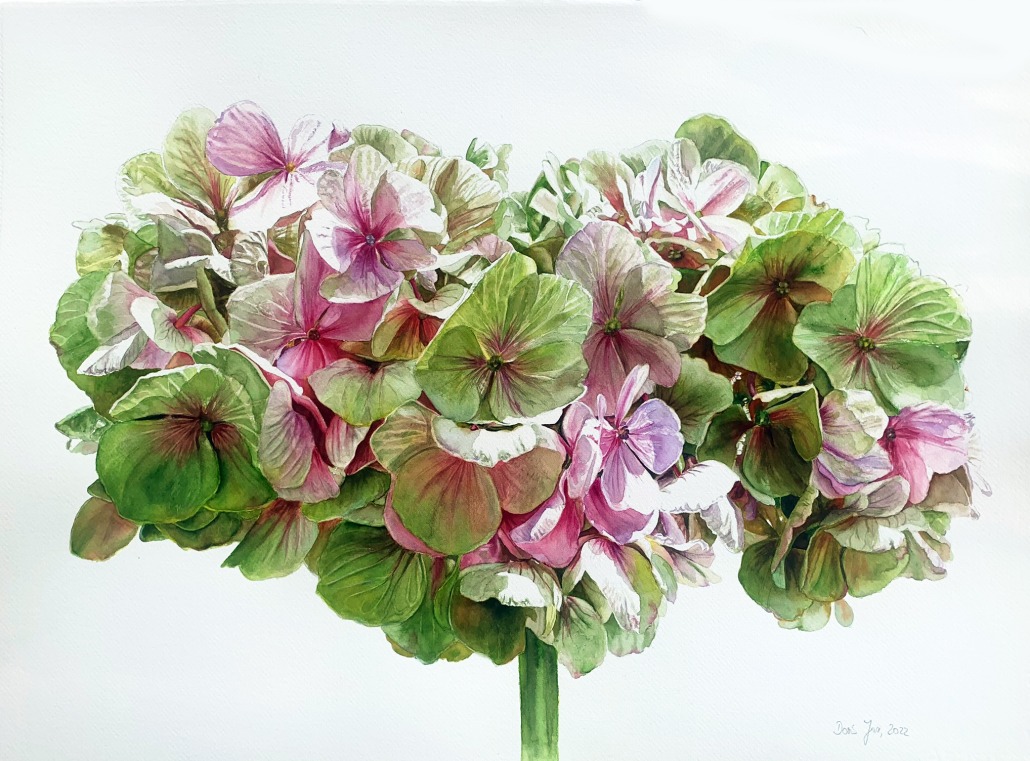 Hydrangea in Watercolor Hydrangea in Watercolor - Original Painting by Artist Doris Joa