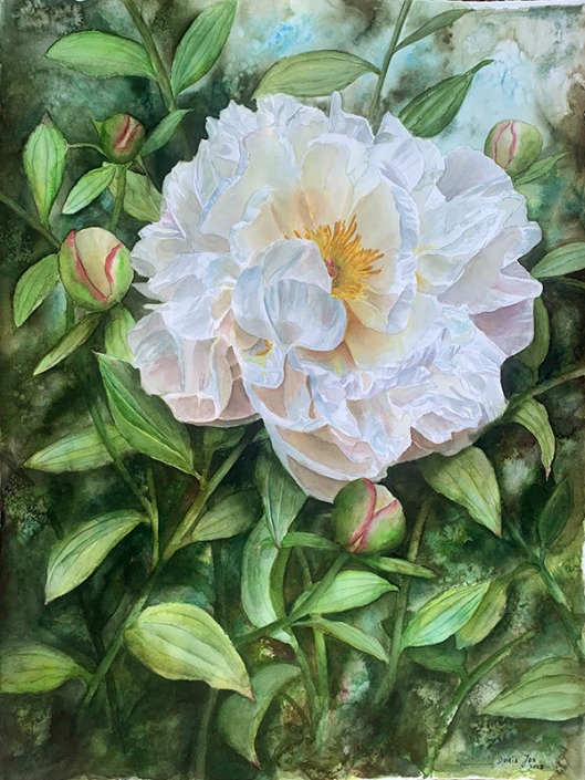 white peony in watercolor by Doris Joa