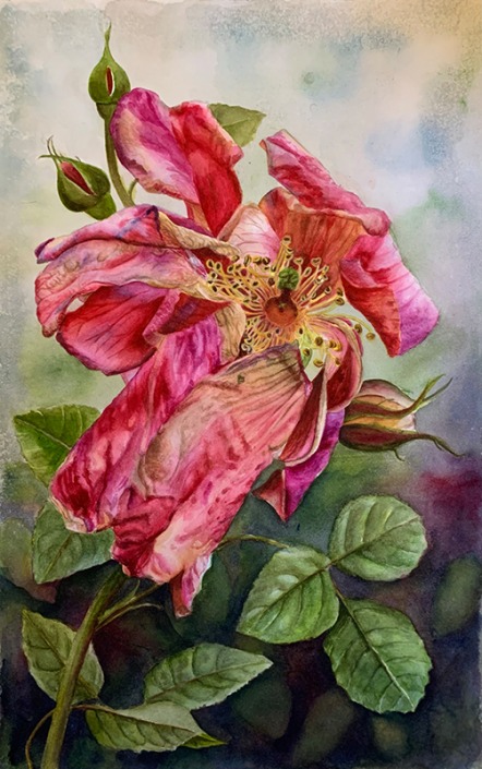 pink faded rose in watercolor by Doris Joa