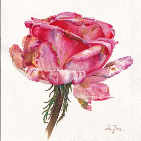 pink rose in watercolor, original watercolor painting by Doris Joa