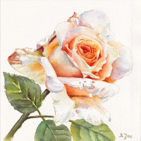 small white rose with inner glowing of orange and yellow in watercolor by Doris Joa