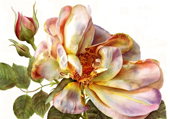 Rose Clair Renaissane in watercolor by Doris Joa