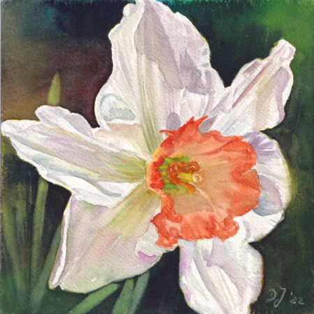 small daffodil painting in watercolor