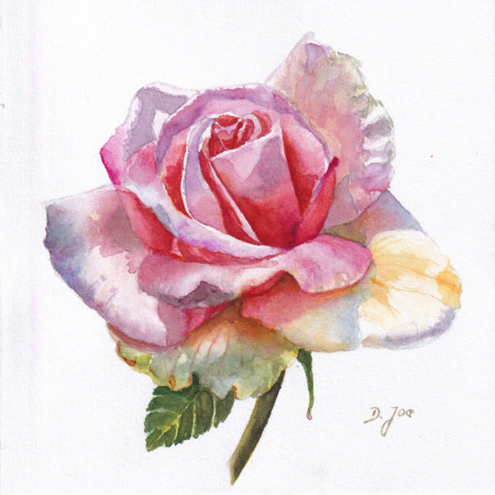 small pink rose painting in watercolor