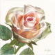 small rose in watercolor