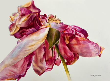 old vintage rose painted in watercolor by Doris Joa