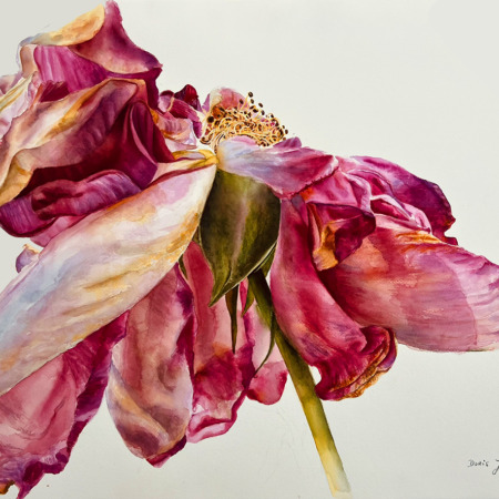 old vintage rose painted in watercolor by Doris Joa