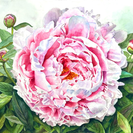large pink Peony painting in watercolor by Doris Joa