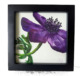Little Floral Poem- Anemone Painting by Doris Joa