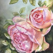 Eden Rose in watercolor