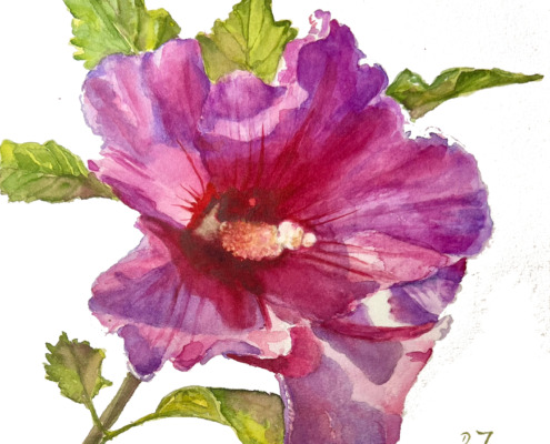 Painting of a pink hibiscus in watercolor - floral painting
