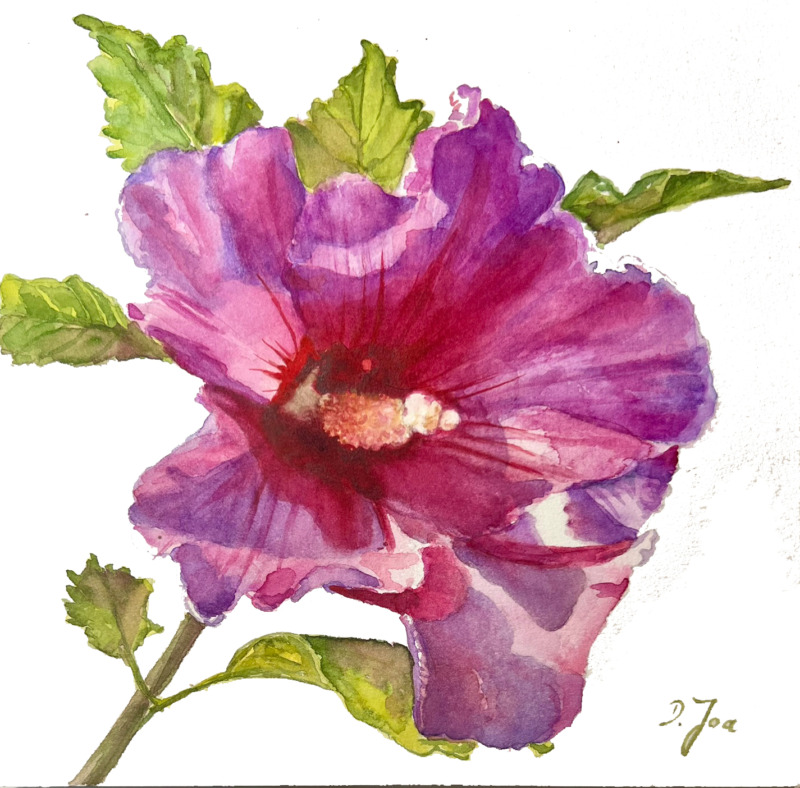 Hibiscus