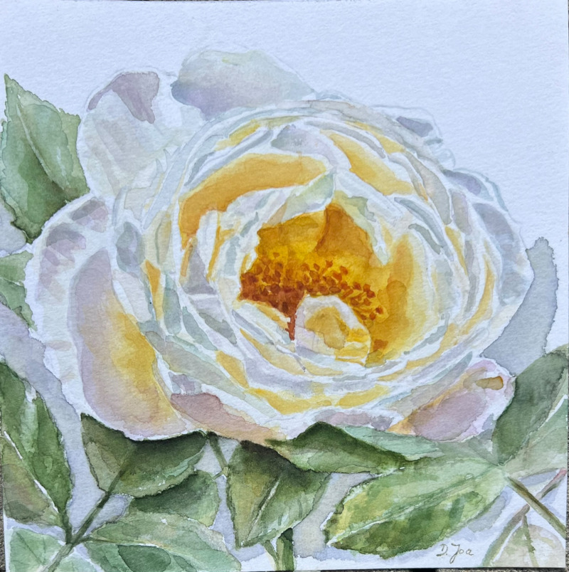 Rose No 36